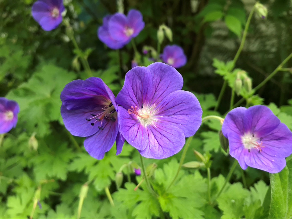 Johnson’s Blue perennial geranium is a delightful distraction from the work in the garden that needs to be done.